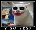 y_so_serious_cat-12947.webp