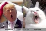 Trump-Rabbit.webp