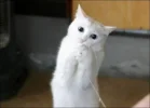 pretty_please_cat.webp