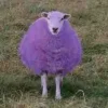 single_sheep.webp