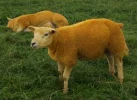ber+6th+Photograph+Orange+Sheep+Collessie+Scotland.webp