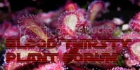 bloodthirstyplantsforum7.webp