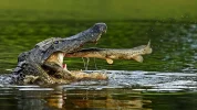 425406-alligator.webp