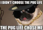 The_Pug_Life.webp