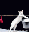 cats-should-do-laundry.gif
