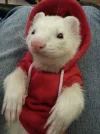 Cutest-little-hoodie-sweater-for-ferrets.webp