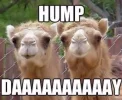 73962-Hump-Day.webp