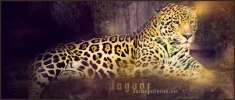 jaguar.webp