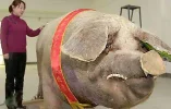 freakishly-large-pig.webp