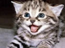 happy-kitten-kittens-5890512-1600-1200.webp happy-kitten-kittens-5890512-1600-1200.webp