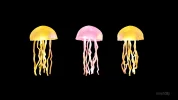 three jellyfish meet 4K.png