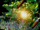 reflectionsun.webp