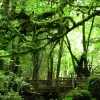 puzzlewood.jpg puzzlewood.jpg
