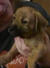 new puppy.webp