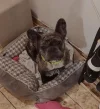 my_dog.webp