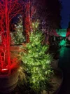 PXL_20251126_220418517.NIGHT.webp