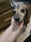 puppy_2.webp puppy_2.webp