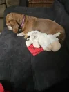 puppy2_2.webp puppy2_2.webp