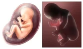 womb.webp womb.webp