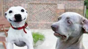 funny dog.webp