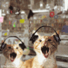 catlisteningtometal.gif