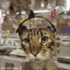 catlisteningtohousemusic.gif