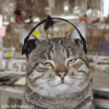 catlisteningtohiphop.gif