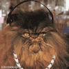 catlisteningtogangstarap.gif