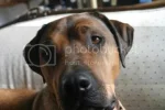 penny_couch.webp