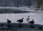 400px-GeeseWinter.webp