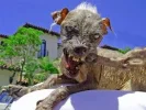 ugly3_lg.webp