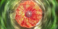 Flowercopy.webp