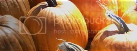Pumpkincopy.webp