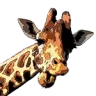 giraffehce
