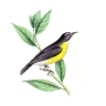 elucid7