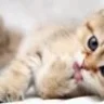 cutelovelykitty