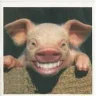 crazyPig