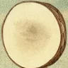sval