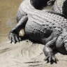 georgiagator