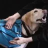 Pocket-Dog