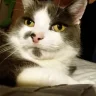 smudge