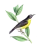 elucid7