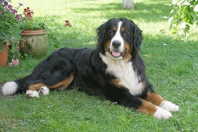 BerneseMountainDogKLEOPATRAHERUSPOSEIDONAS.JPG