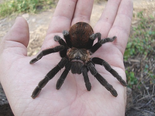 brachypelma-vagans-on-my-hand-1.jpg