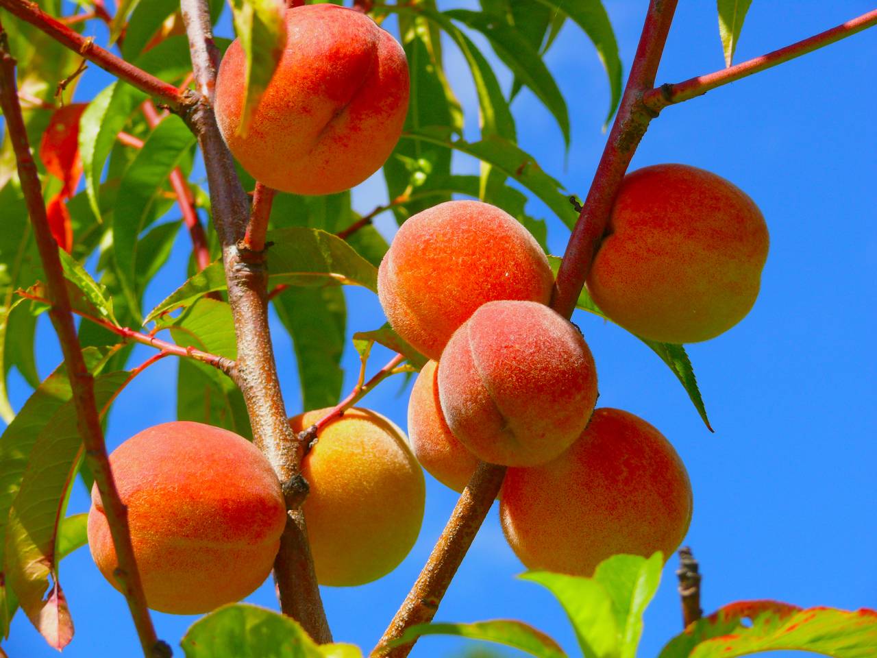 peaches_42A1BF247009E.jpg
