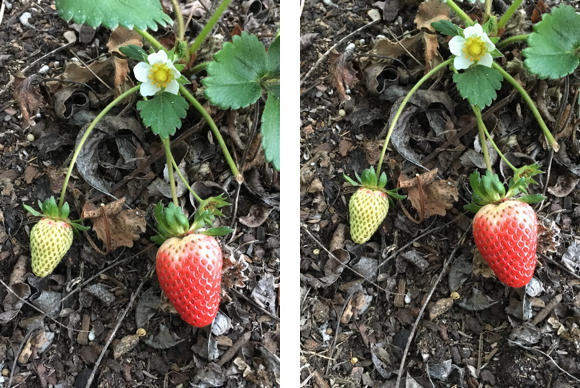 iphone-review-strawberry-100653400-large.jpg