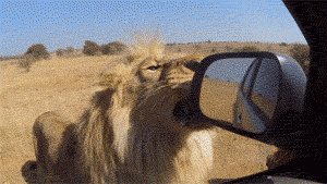 JSaqC5H.gif