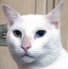 Avatar_for_terrorist.png