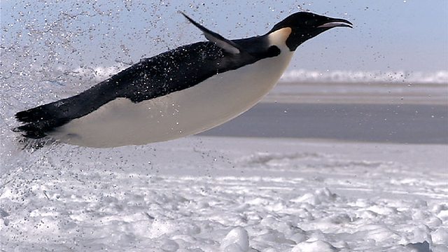 Emperor-Penguin-penguins-37228428-640-360.jpg