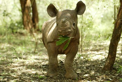 baby-rhino-eating-leaves.jpg